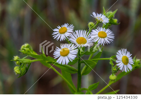 Erigeron annuus known as annual fleabane, daisy fleabane, or eastern daisy fleabane 125434330