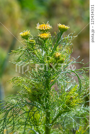 Matricaria chamomilla on wildflower meadow 125434331