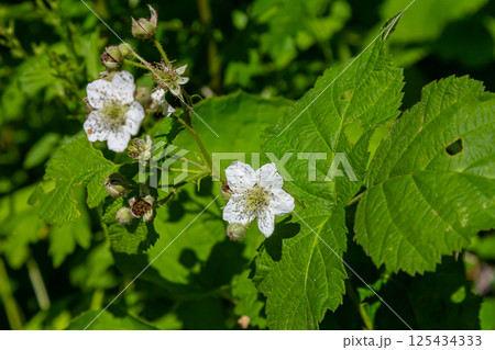 Flower of European dewberry Rubus caesius in the summer Flower of European dewberry Rubus caesius in the summer 125434333