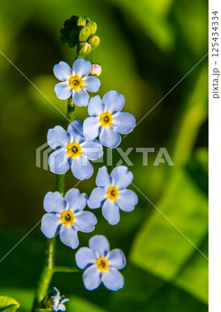 Myosotis scorpioides true or water forget me not. Turkish name Unutma beni cicegi 125434334