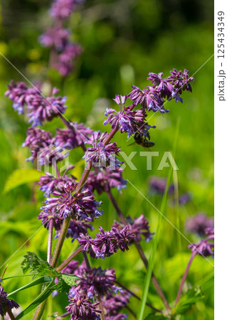 Purple lilac sage - a beautiful ornamental plant in the naturalistic native border in the cottage garden. Salvia verticillata Purple Rain Purple lilac sage - a beautiful ornamental plant in the naturalistic native border in the cottage garden. Salvia verticillata Purple Rain 125434349