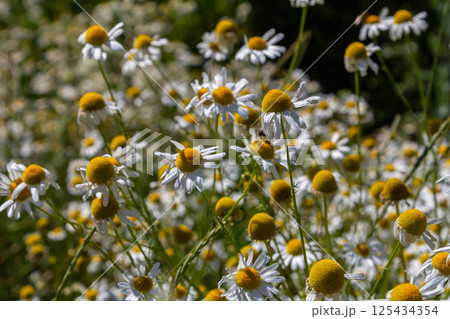 Medicinal chamomile Matricaria recutita blooms in the meadow among the of wild grasses 125434354