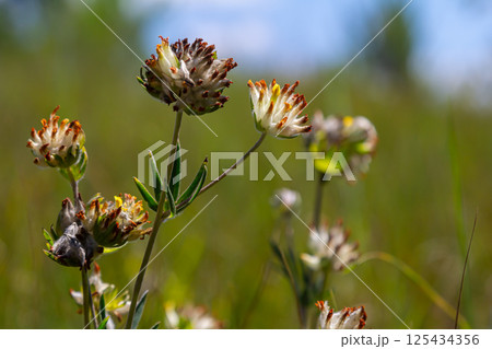 The common kidneyvetch, kidney vetch or woundwort Anthyllis vulneraria growing in a meadow and blooming with spherical flower head with yellow petals in summer 125434356