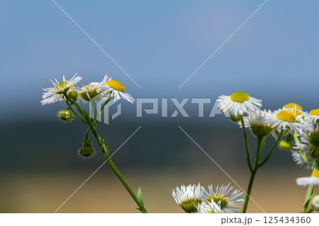 Erigeron annuus known as annual fleabane, daisy fleabane, or eastern daisy fleabane 125434360