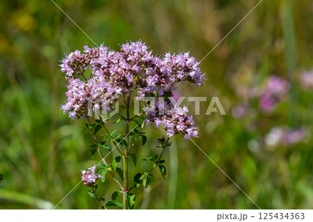 Oregano is a honey and medicinal plant. Oregano Origanum vulgare kind of perennial herbaceous plants Oregano is a honey and medicinal plant. Oregano Origanum vulgare kind of perennial herbaceous plants 125434363