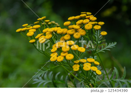 Tansy Tanacetum vulgare wild plant in summer 125434390