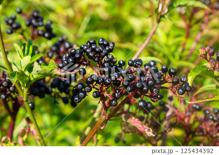 Black danewort Sambucus ebulus berries close-up at summer 125434392