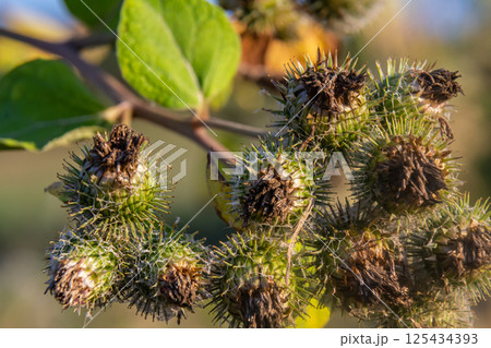 fresh leaves and purple flowers of Arctium lappa plant fresh leaves and purple flowers of Arctium lappa plant 125434393