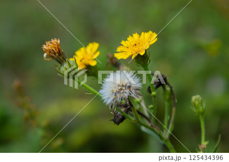 Hieracium laevigatum or smooth hawkweed. Hieracium, known by the common name hawkweed and classically as hierakion. Floral desktop background. Hieracium caespitosum, commonly known as meadow hawkweed Hieracium laevigatum or smooth hawkweed. Hieracium, known by the common name hawkweed and classically as hierakion. Floral desktop background. Hieracium caespitosum, commonly known as meadow hawkweed 125434396