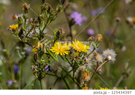 Hieracium laevigatum or smooth hawkweed. Hieracium, known by the common name hawkweed and classically as hierakion. Floral desktop background. Hieracium caespitosum, commonly known as meadow hawkweed Hieracium laevigatum or smooth hawkweed. Hieracium, known by the common name hawkweed and classically as hierakion. Floral desktop background. Hieracium caespitosum, commonly known as meadow hawkweed 125434397