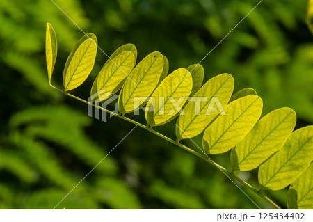 Close up of a Brown Robinia pseudoacacia Branches against a bright nature background 125434402