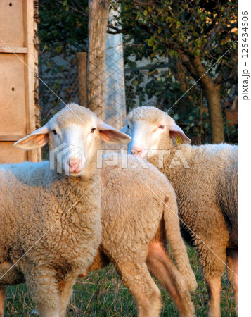 Sheep farming 125434506