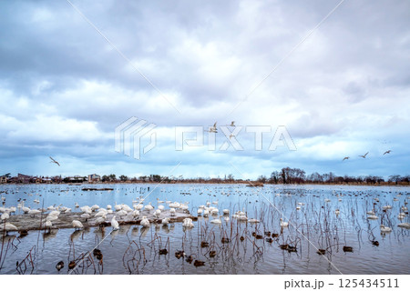 【新潟県瓢湖:白鳥】越冬地で力強く飛ぶ白鳥 【新潟県瓢湖:白鳥】越冬地で力強く飛ぶ白鳥 125434511