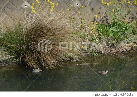 湯殿川の印象 八王子市 北野駅周辺 湯殿川の印象 八王子市 北野駅周辺 125434538