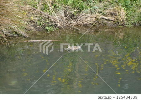 湯殿川の印象 八王子市 北野駅周辺 湯殿川の印象 八王子市 北野駅周辺 125434539