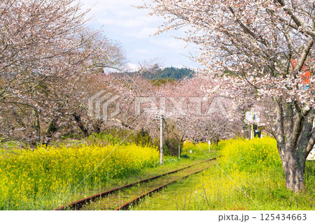 桜と菜の花の咲く線路 125434663