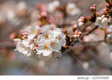 朝の日差しを浴びて咲く桜 125434665