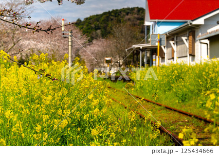 菜の花と桜のある駅舎 125434666