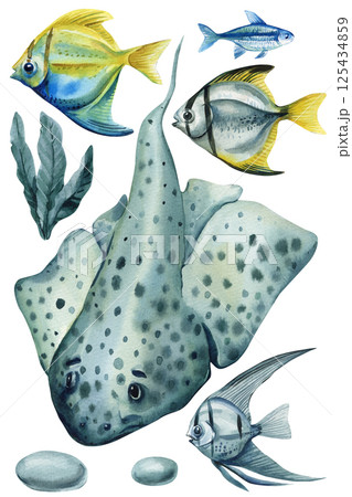 watercolor spotted stingray with tropical aquarium fish seaweed and stones marine underwater animal illustration clipart watercolor spotted stingray with tropical aquarium fish seaweed and stones marine underwater animal illustration clipart 125434859