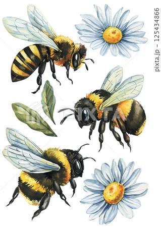 Bumblebees and honeybee with white daisies and green leaves vintage botanical insect illustration, watercolor clipart Bumblebees and honeybee with white daisies and green leaves vintage botanical insect illustration, watercolor clipart 125434866