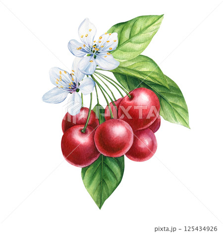 Watercolor red cherries with white blossom flowers, green leaves botanical summer fruit illustration. Ripe berries art 125434926
