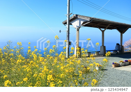 【愛媛県】桜と菜の花が咲く春のJR下灘駅(日本一海に近い駅) 【愛媛県】桜と菜の花が咲く春のJR下灘駅(日本一海に近い駅) 125434947