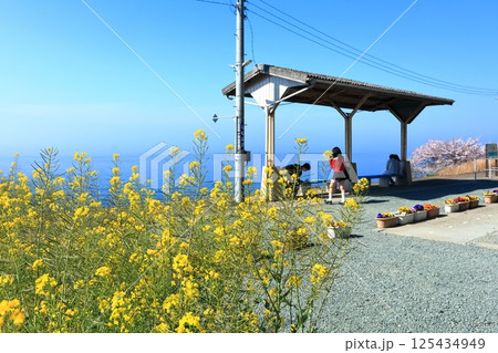 【愛媛県】桜と菜の花が咲く春のJR下灘駅(日本一海に近い駅) 【愛媛県】桜と菜の花が咲く春のJR下灘駅(日本一海に近い駅) 125434949