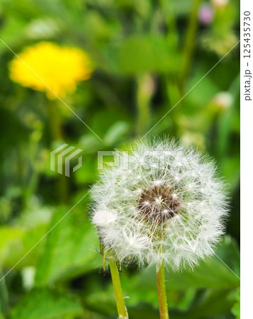 タンポポの綿毛 125435730