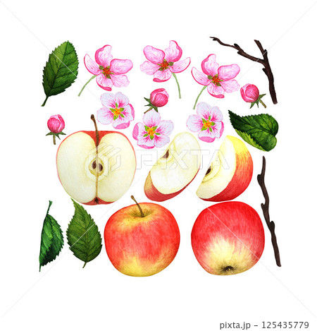 Set of watercolor illustrations. Red ripe apple, blossoming branch, blossoming garden on a white background. Perfect for decorating invitations, postcards and decorating interior items Set of watercolor illustrations. Red ripe apple, blossoming branch, blossoming garden on a white background. Perfect for decorating invitations, postcards and decorating interior items 125435779