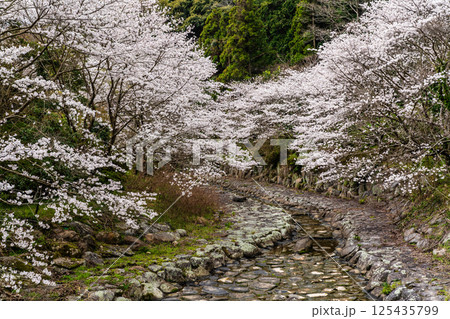仁反田川砂防親水公園の桜【長崎県諫早市】 仁反田川砂防親水公園の桜【長崎県諫早市】 125435799