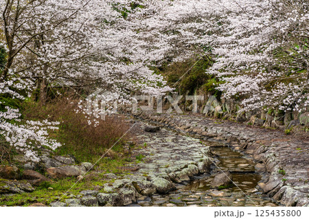 仁反田川砂防親水公園の桜【長崎県諫早市】 仁反田川砂防親水公園の桜【長崎県諫早市】 125435800