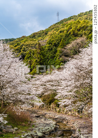 仁反田川砂防親水公園の桜【長崎県諫早市】 仁反田川砂防親水公園の桜【長崎県諫早市】 125435802