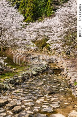 仁反田川砂防親水公園の桜【長崎県諫早市】 仁反田川砂防親水公園の桜【長崎県諫早市】 125435803
