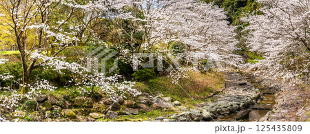 仁反田川砂防親水公園の桜 パノラマ【長崎県諫早市】 仁反田川砂防親水公園の桜 パノラマ【長崎県諫早市】 125435809