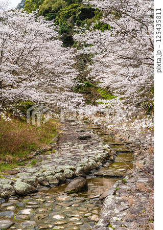 仁反田川砂防親水公園の桜【長崎県諫早市】 125435811