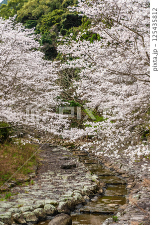 仁反田川砂防親水公園の桜【長崎県諫早市】 125435812
