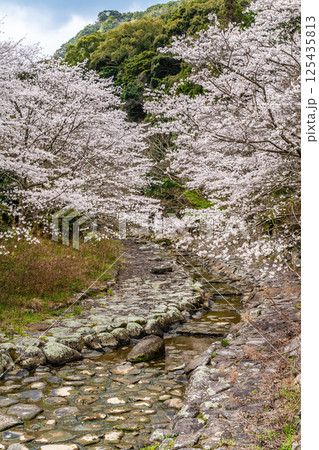仁反田川砂防親水公園の桜【長崎県諫早市】 仁反田川砂防親水公園の桜【長崎県諫早市】 125435813
