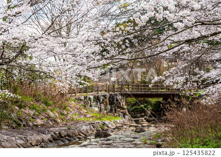 仁反田川砂防親水公園の桜【長崎県諫早市】 仁反田川砂防親水公園の桜【長崎県諫早市】 125435822