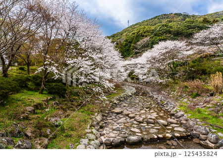 仁反田川砂防親水公園の桜【長崎県諫早市】 仁反田川砂防親水公園の桜【長崎県諫早市】 125435824