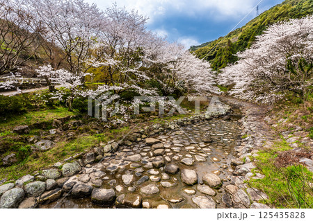 仁反田川砂防親水公園の桜【長崎県諫早市】 125435828