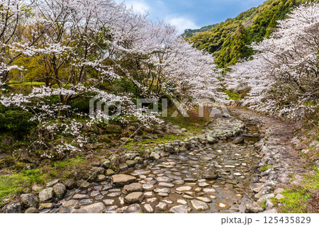 仁反田川砂防親水公園の桜【長崎県諫早市】 125435829