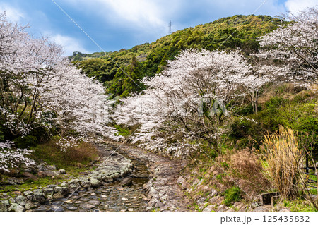 仁反田川砂防親水公園の桜【長崎県諫早市】 125435832