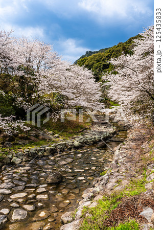 仁反田川砂防親水公園の桜【長崎県諫早市】 125435833