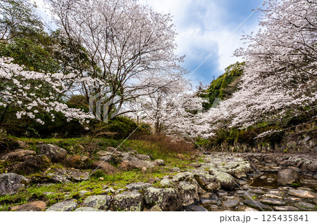 仁反田川砂防親水公園の桜【長崎県諫早市】 125435841