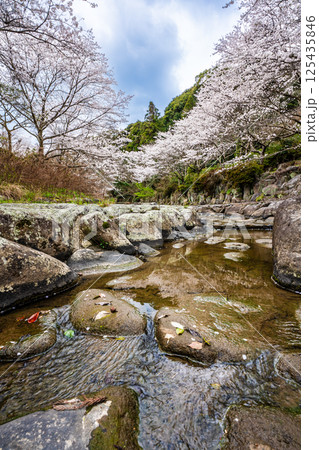 仁反田川砂防親水公園の桜【長崎県諫早市】 125435846