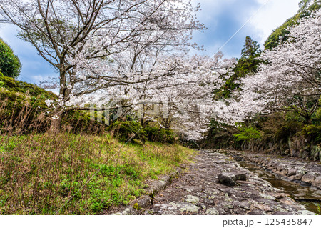 仁反田川砂防親水公園の桜【長崎県諫早市】 125435847