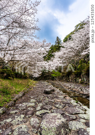 仁反田川砂防親水公園の桜【長崎県諫早市】 仁反田川砂防親水公園の桜【長崎県諫早市】 125435850