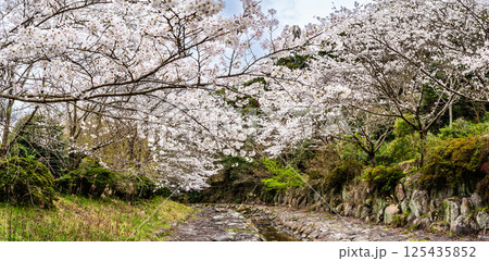 仁反田川砂防親水公園の桜 パノラマ【長崎県諫早市】 仁反田川砂防親水公園の桜 パノラマ【長崎県諫早市】 125435852