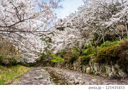 仁反田川砂防親水公園の桜【長崎県諫早市】 125435853