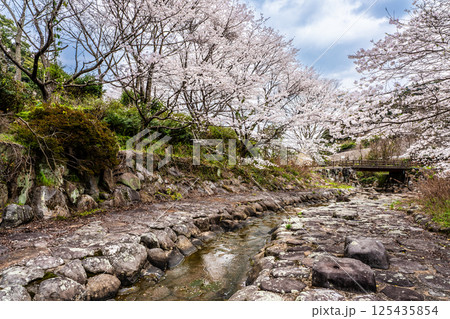 仁反田川砂防親水公園の桜【長崎県諫早市】 125435854